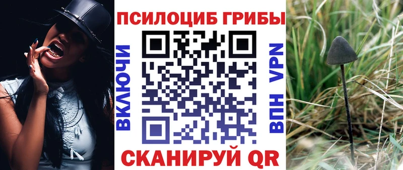 Купить Пионерский Галлюциногенные грибы Psilocybe